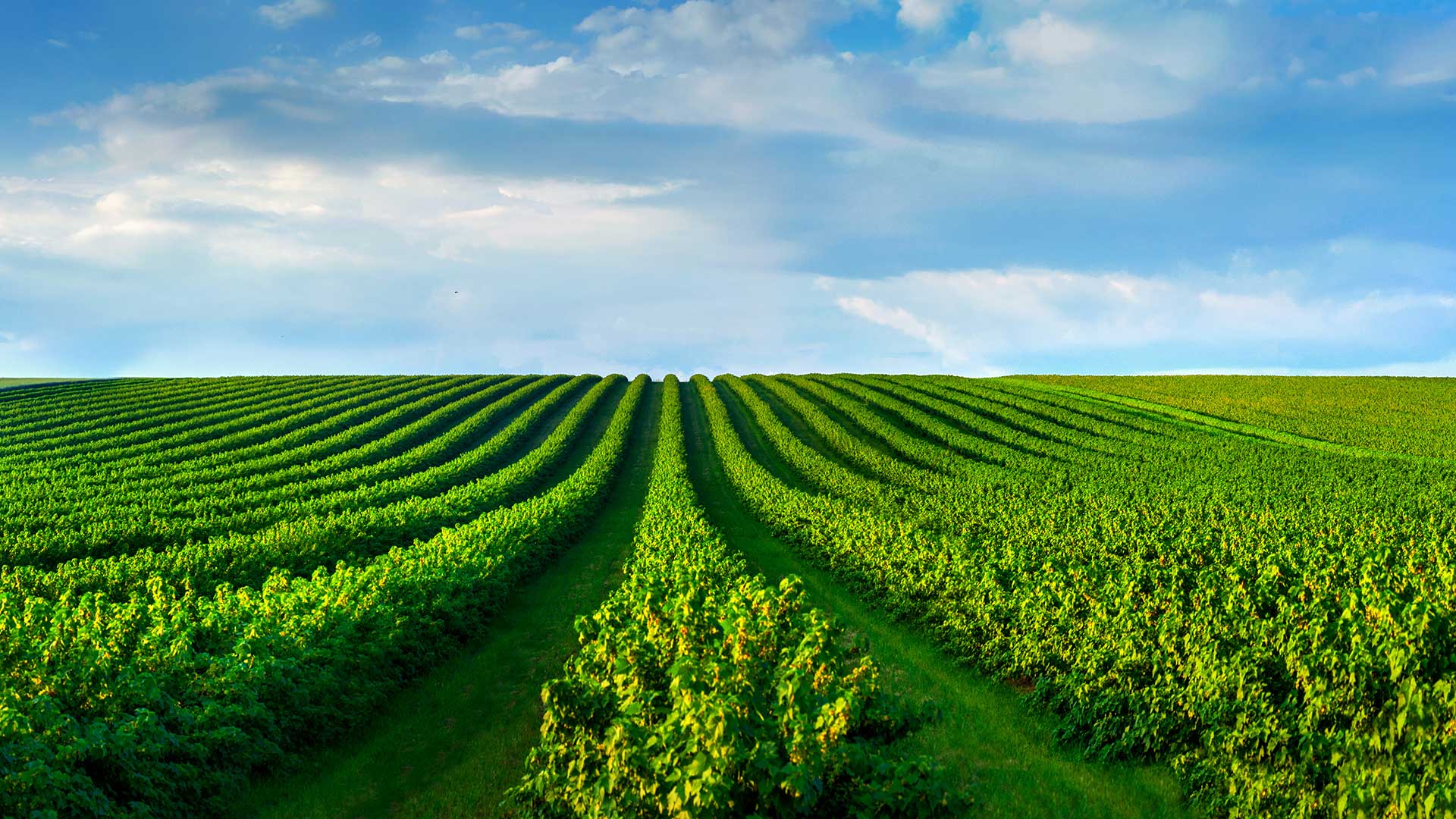 Field and sky