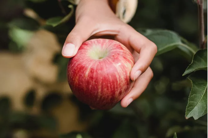 Hand holding apple