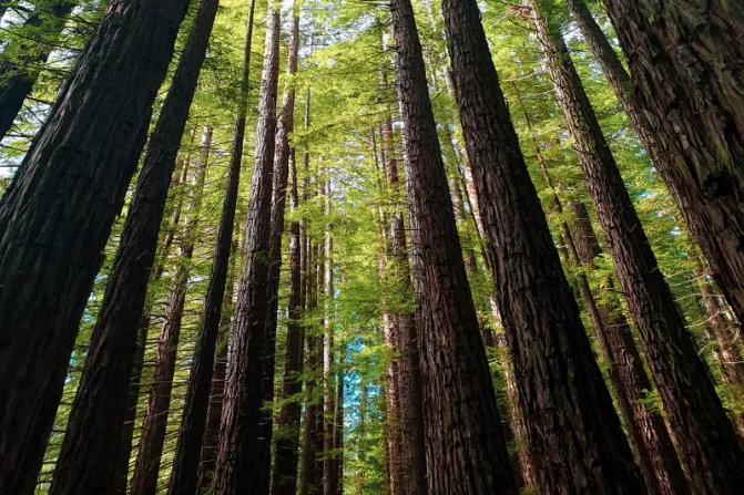 Trees in forest