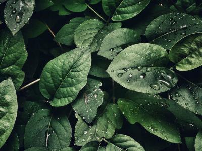dark leaves