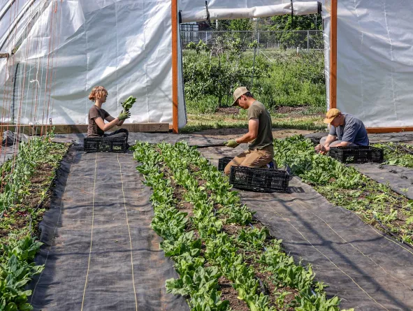 Farmers tending to a field of greens