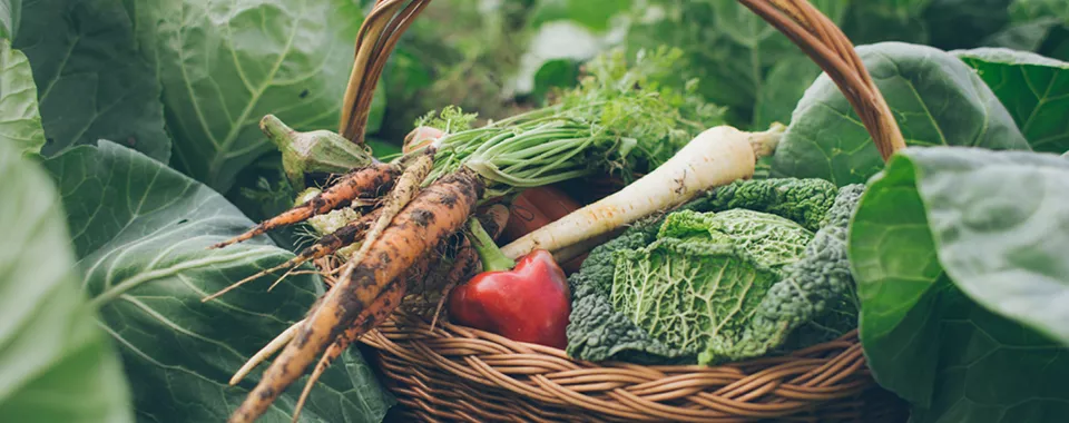 Basket of produce