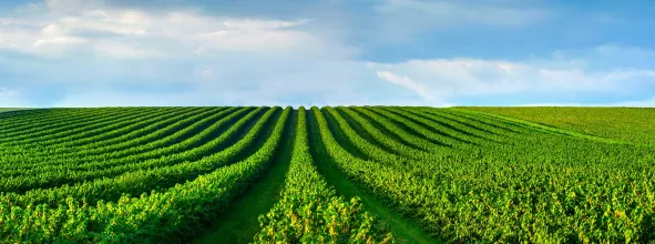 Field and sky