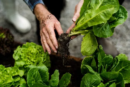 Hands pulling greens out of ground