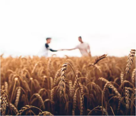 Two individuals in a wheat field