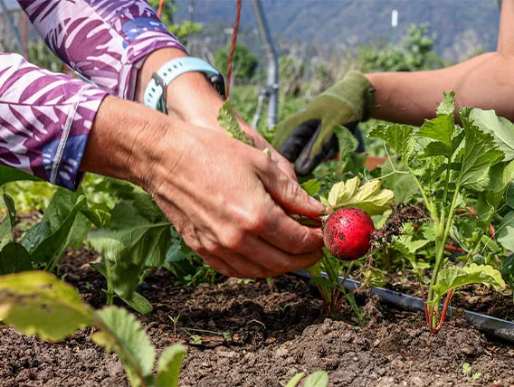 Farmers hands pulling radish from ground